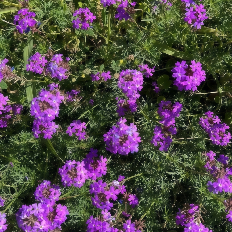 Dark Purple Verbena Seeds
