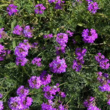 Dark Purple Verbena Seeds