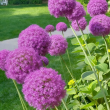 Red Chives Seeds