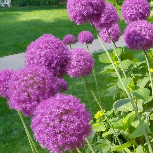 Red Chives Seeds