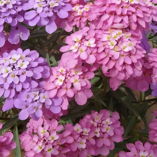 Candytuft Seeds - Pink