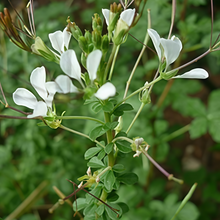 Cleome Gynandra Seeds