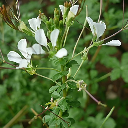 Cleome Gynandra Seeds