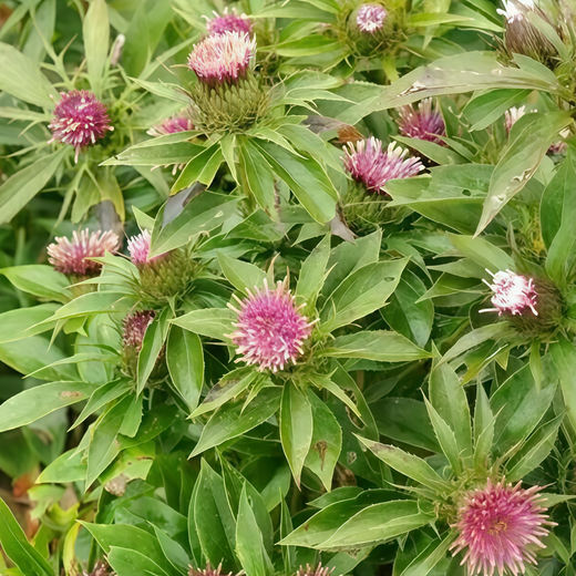 White Atractylodes Seeds