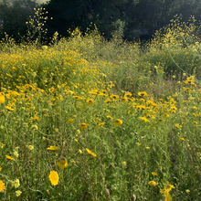 Yellow Wildflower Mix