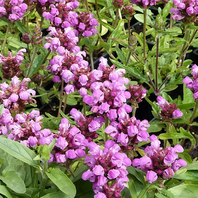 Prunella Seeds - Mix