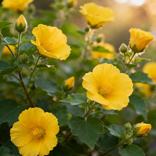 Sunset Hibiscus Seeds - Yellow