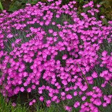 Pink Sea Thrift Seeds
