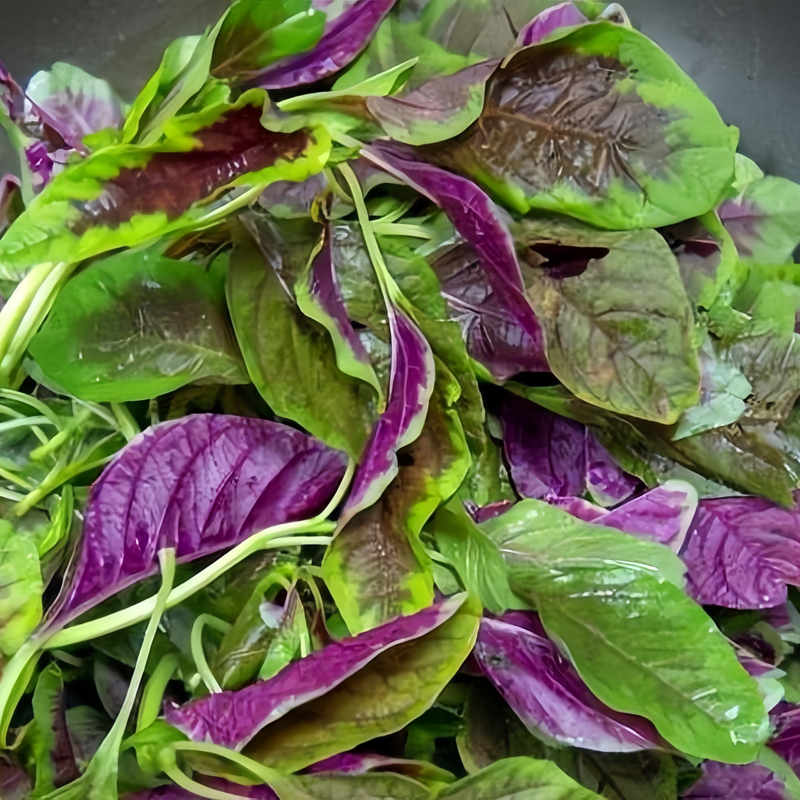 Red Edible Amaranth Seeds