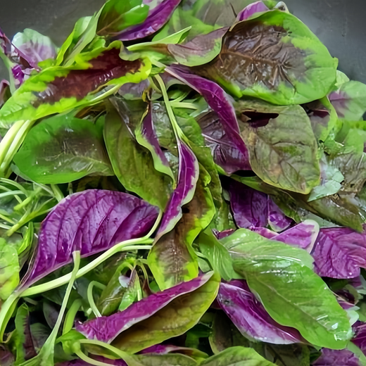 Red Edible Amaranth Seeds