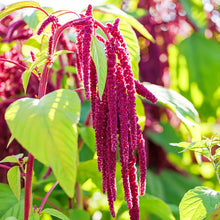 Red Love Lies Bleeding Amaranth Seeds