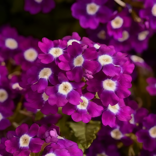 Red Verbena Seeds