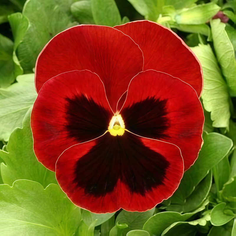 Pansy Seeds - Reddish Brown Spots