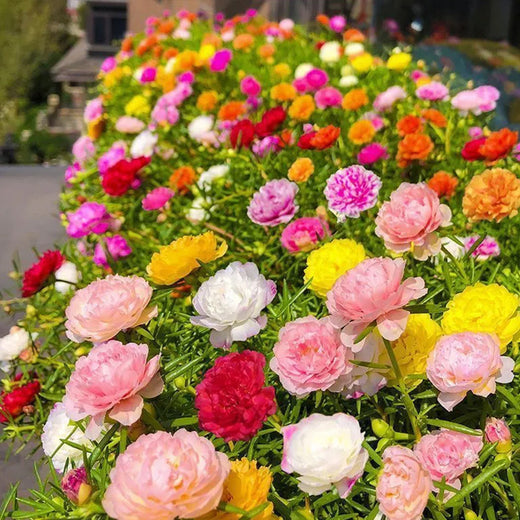 Moss Rose Seeds - Mix