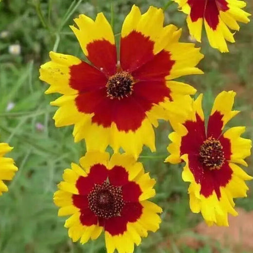 Sanvitalia Seeds - Yellow