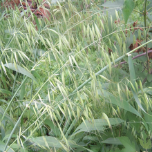 Slender WG Seeds