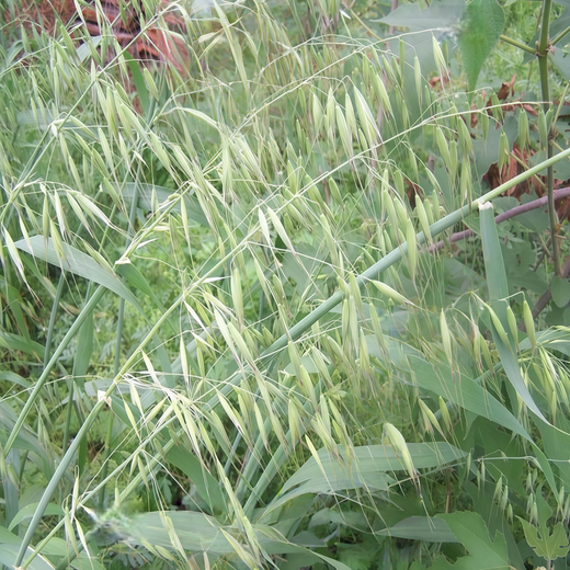 Slender WG Seeds