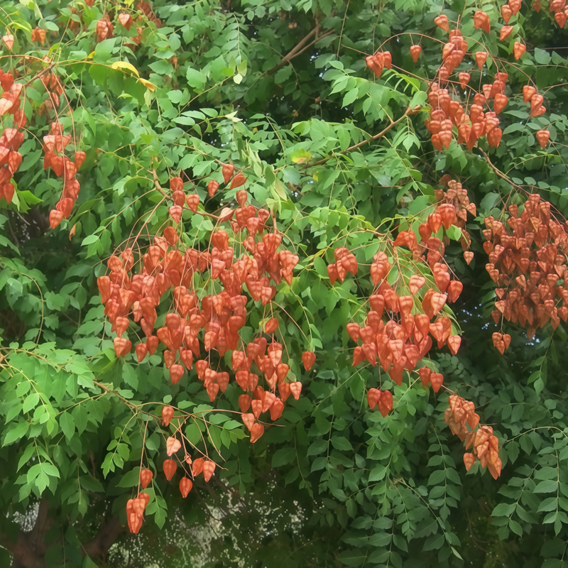 Golden Rain Tree Seeds