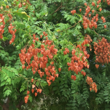 Golden Rain Tree Seeds