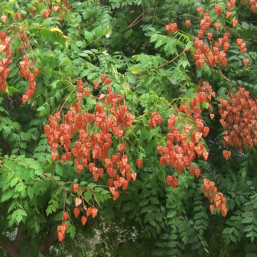 Golden Rain Tree Seeds