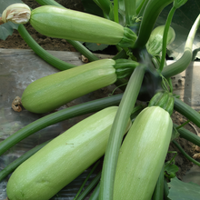 Green Summer Squash Seeds