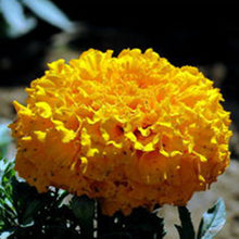 Yellow Billy Buttons Seeds