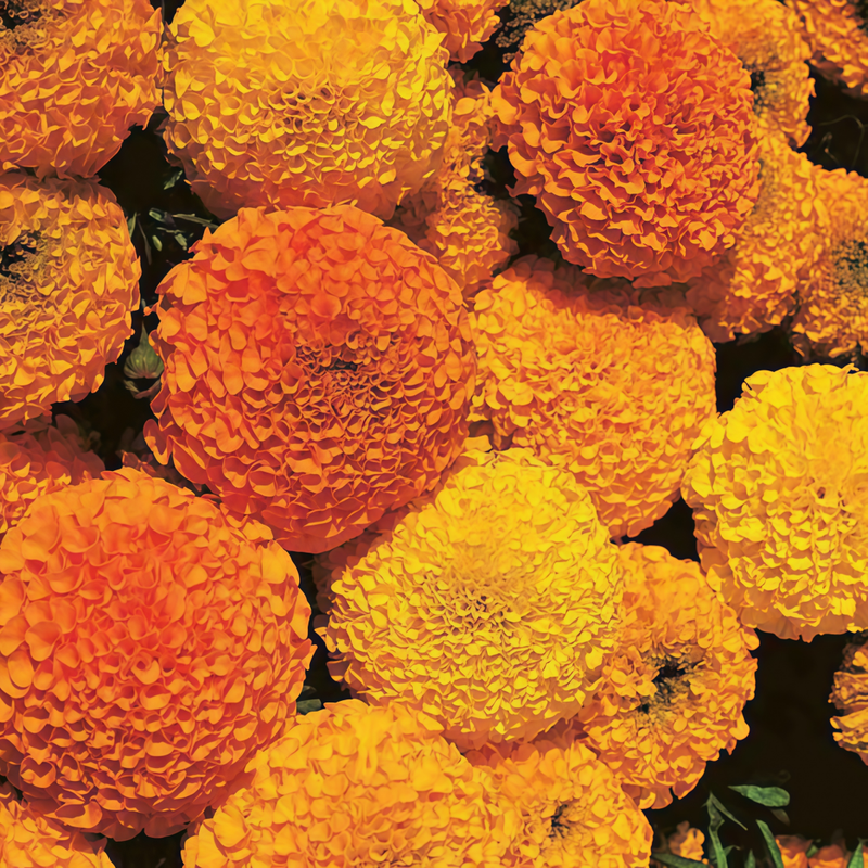 Orange Yellow African Marigold Seeds