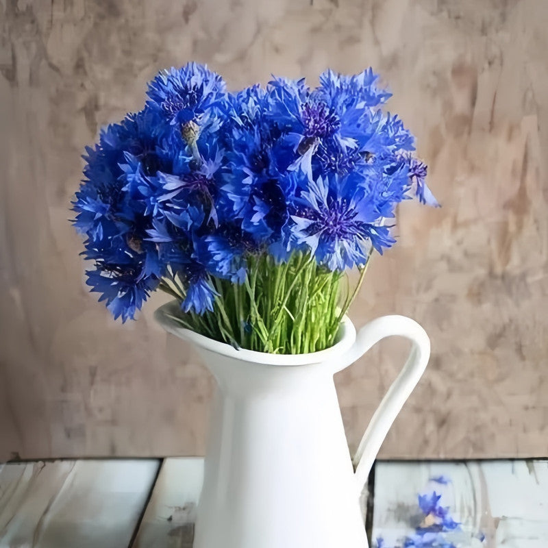 Cornflower Seeds - Blue Double