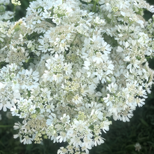 Orlaya Seeds - White