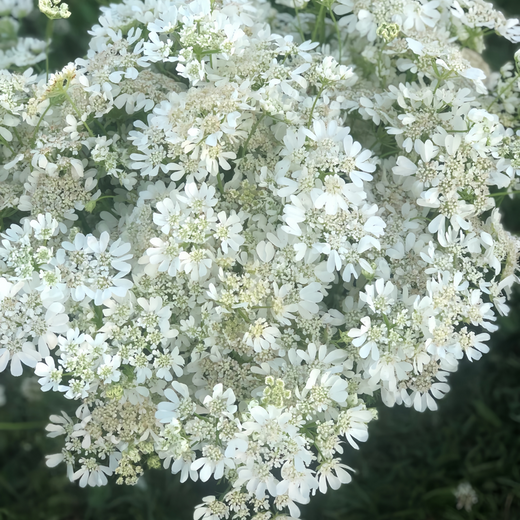 Orlaya Seeds - White