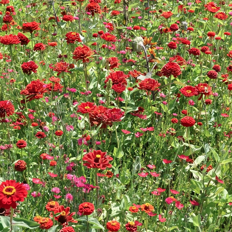 Red Double Zinnia Seeds