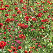 Red Double Zinnia Seeds