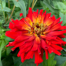 Red Zinnia Seeds