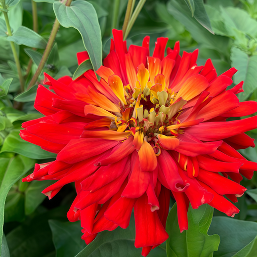 Red Zinnia Seeds