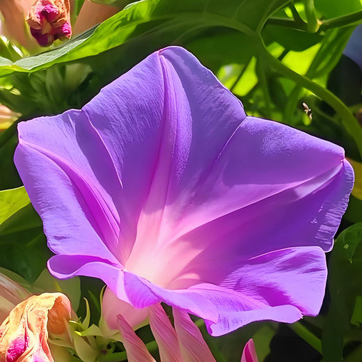 Red Morning Glory Seeds