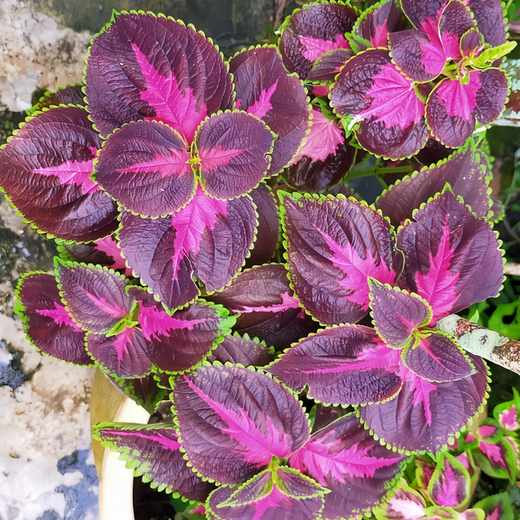Coleus Seeds - Rose Red With Green Edges