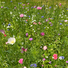 Spring Wildflower Mix