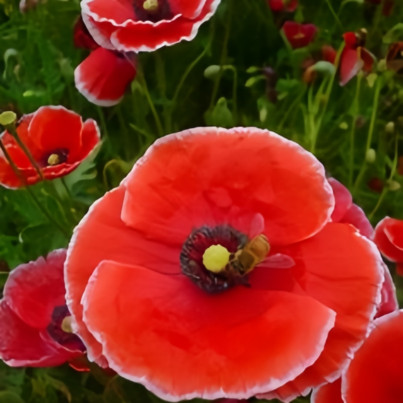 Red White Poppy Seeds