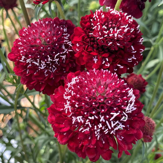 Scabiosa Seeds - Red
