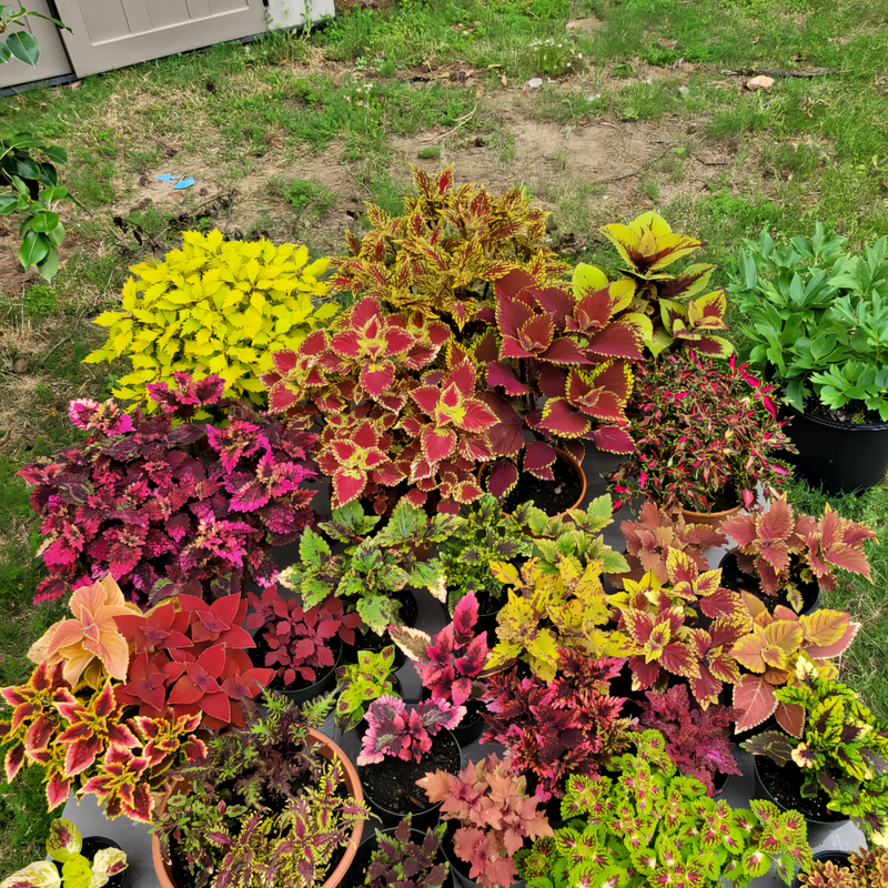 Coleus Seeds - Mix
