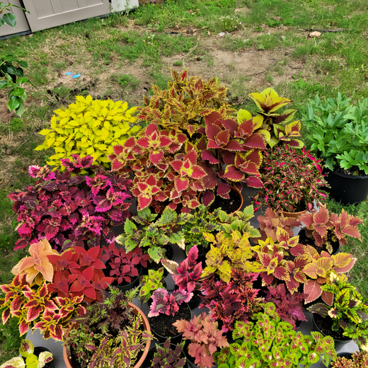 Coleus Seeds - Mix