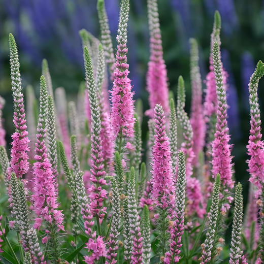 Veronica Seeds - Pink