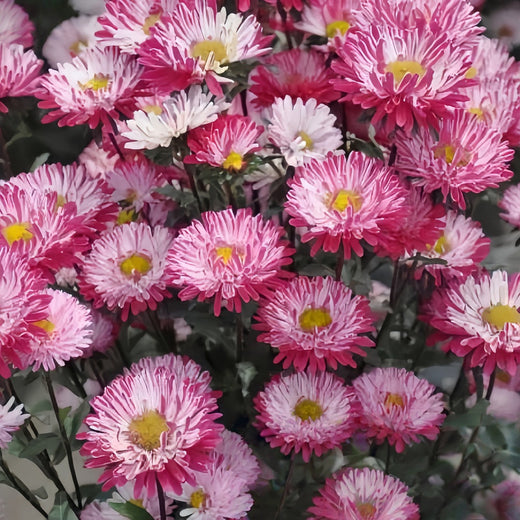 China Aster Seeds - Red With White Silk