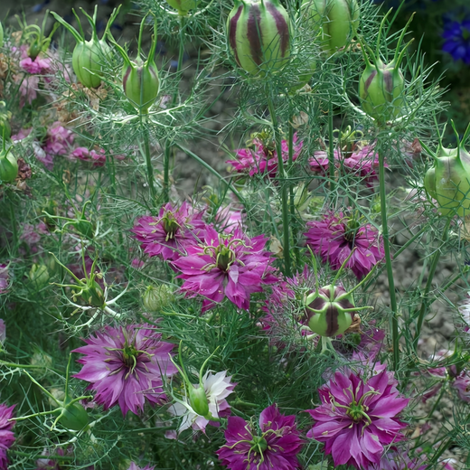 Love in Seeds Purplish Red