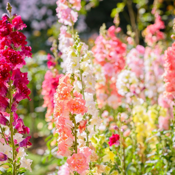Mixed Snapdragon Seeds
