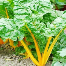 Red Stem Beta Vulgaris Seeds