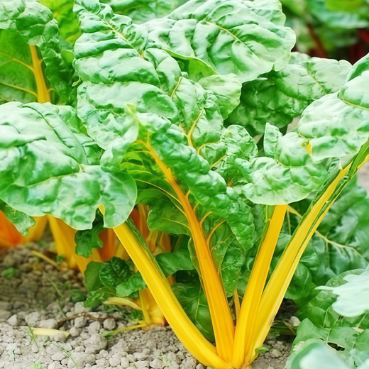 Red Stem Beta Vulgaris Seeds
