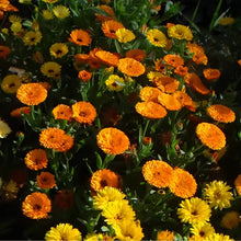 Mix Calendula Seeds
