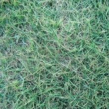 Hulled Grass Seed