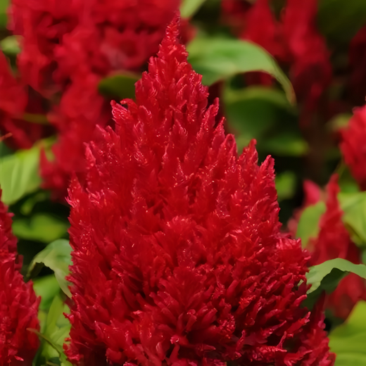 Scarlet Celosia Seeds